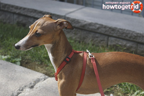 Italian greyhound