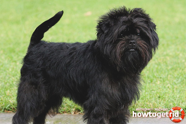 Affenpincher Character Features