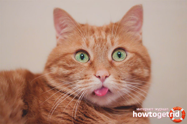 Why do cats stick out the tip of their tongue?