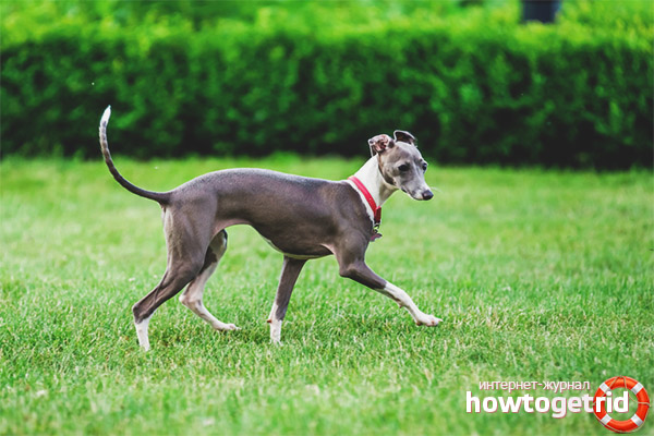 Dog Breed Italian Greyhound