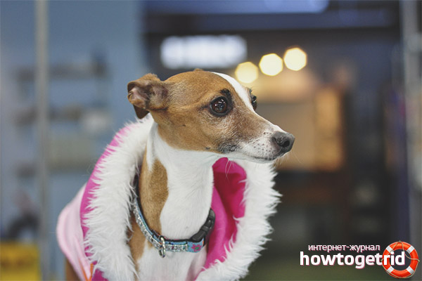 Italian Greyhound Content