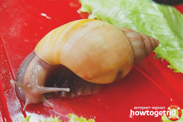 Achat d'escargot contenu