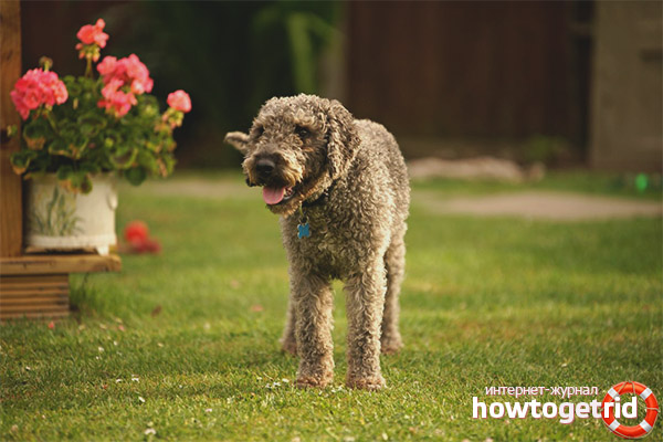 Bedlington Terrier Specifics