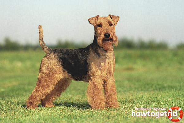 Welsh terrier