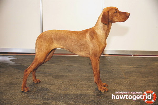 Training and education of the Hungarian vyzhly