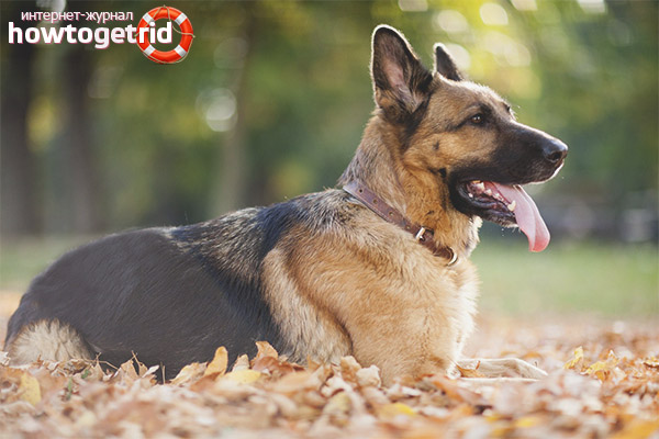 German Shepherd Character