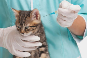 What vaccinations and when do cats
