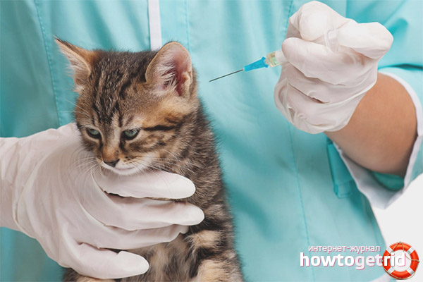 What vaccinations and when do cats