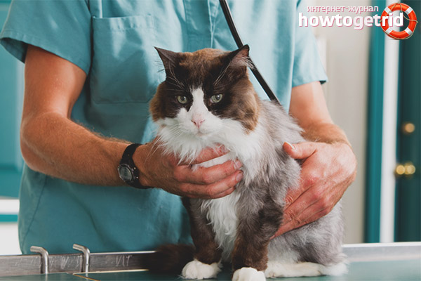 Treating Dandruff in Cats