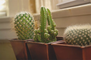 Is it possible to keep cacti at home