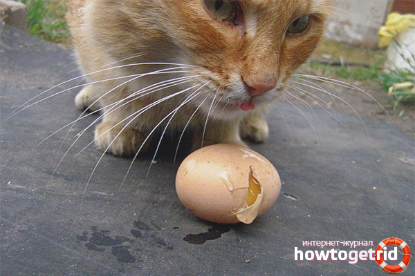 Can cats be given raw eggs?