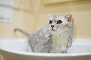 Can I wash a cat after childbirth