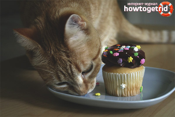 The danger of sweets for cats