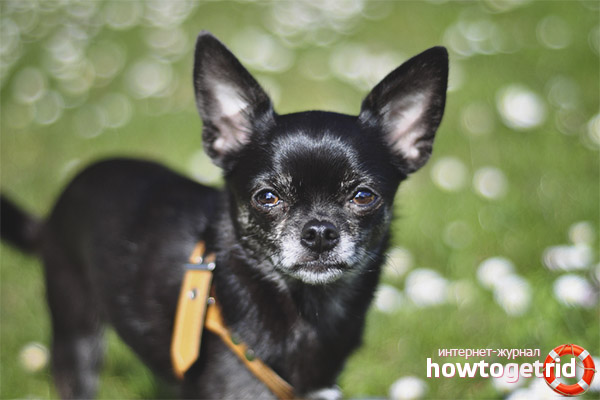 Negative traits of chihuahua