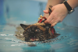 Why cats and cats are afraid of water