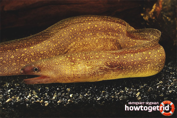 Freshwater Moray Eel
