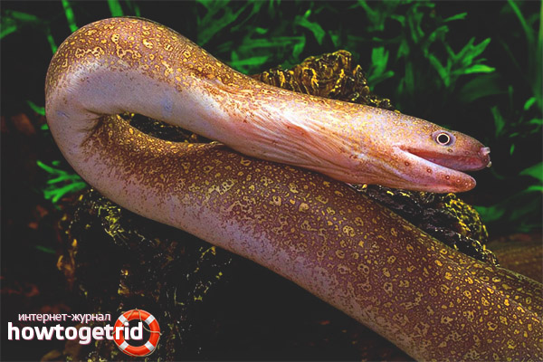 Freshwater moray eel
