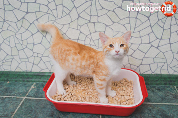 Causes of urination disorders in cats