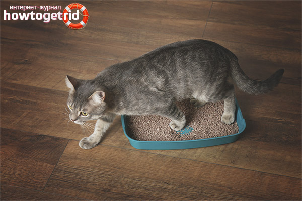 How many times a day should a cat write