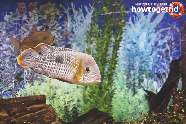 Turquoise Akara Content