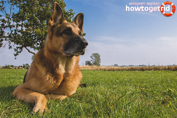 German Shepherd Care