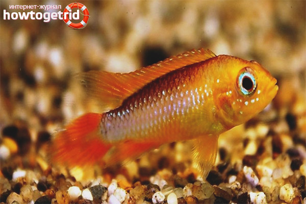 Agassica apistogram conditions