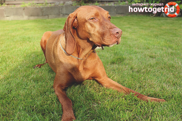 Health and Care for Hungarian Survival