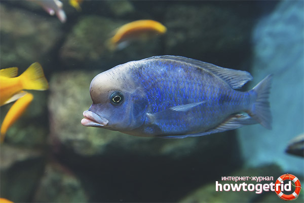 Blue dolphin aquarium fish