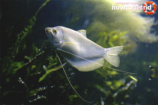 Aquarium fish moonlight gourami
