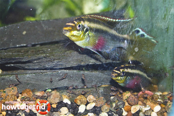 Aquarium fish pelvicachromis pulcher
