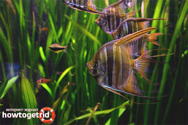 Aquarium fish angelfish