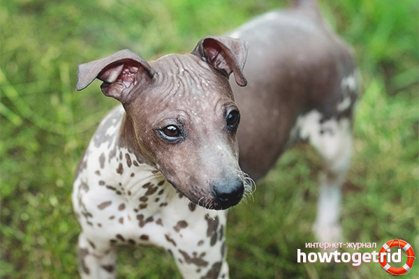 American hairless terrier