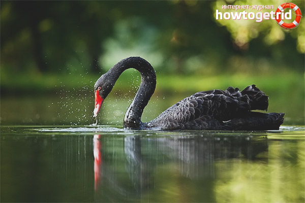 Black Swan