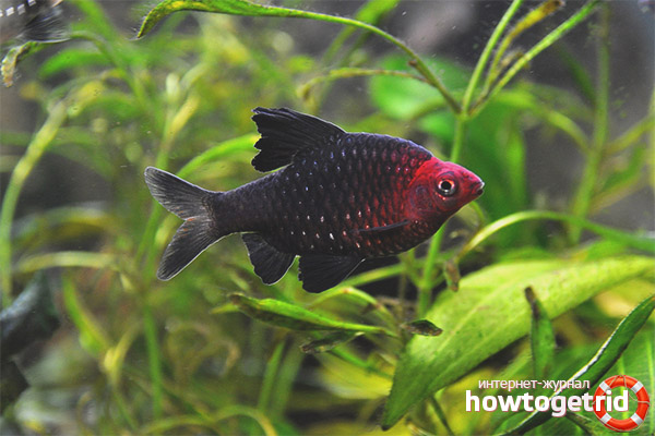 Black barbus