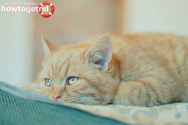 What to do when rat poisoning a cat