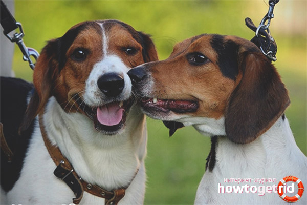 Training and character of the Finnish hound