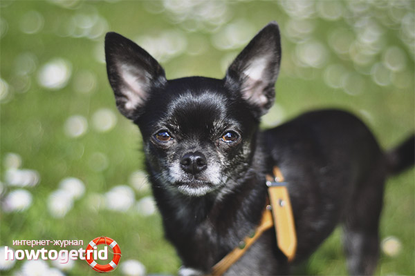 How to train a chihuahua