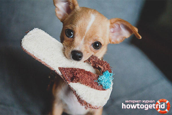 How to care and keep a chihuahua