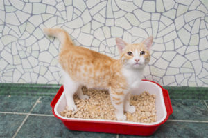 The cat stopped going to the tray