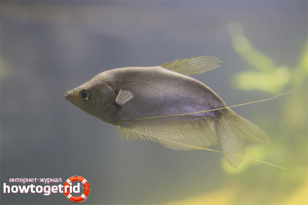 Lunar gourami
