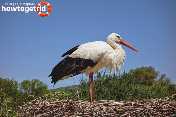 White Storks