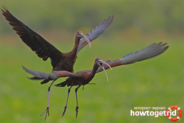 Lifestyle and behavior of loaves