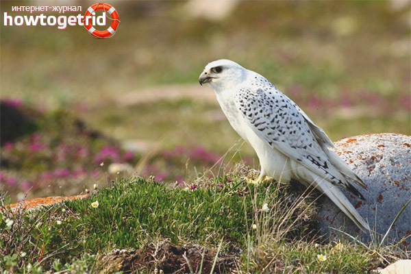 Lifestyle and distribution