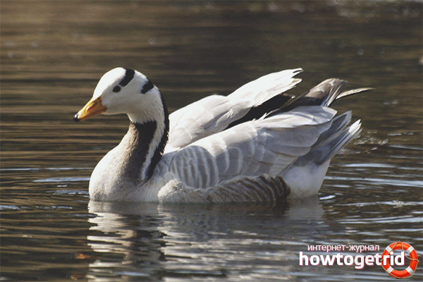 Features of the color of plumage of a mountain goose
