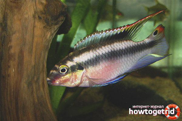 Pelvicachromis pulcher