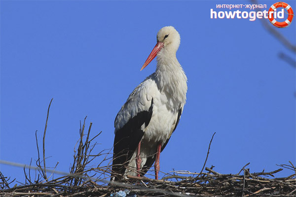 White Storks Eating