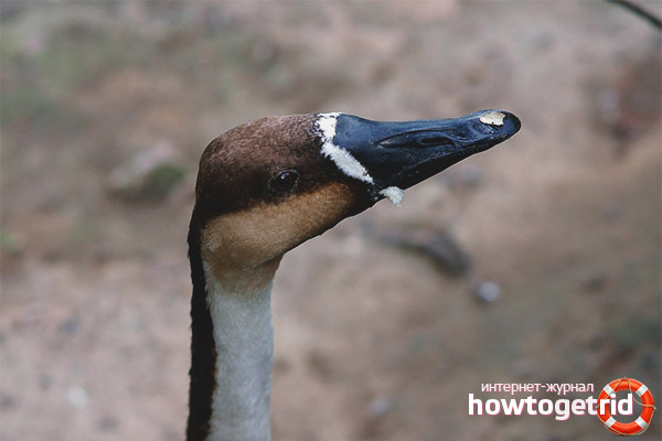 Dry goose goose feeding