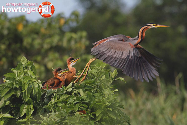 Red heron feeding