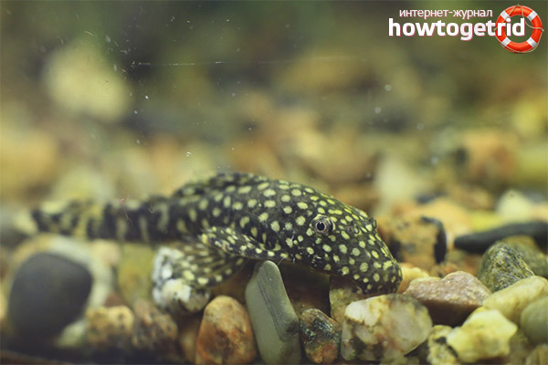 Eating Antsistrus Catfish