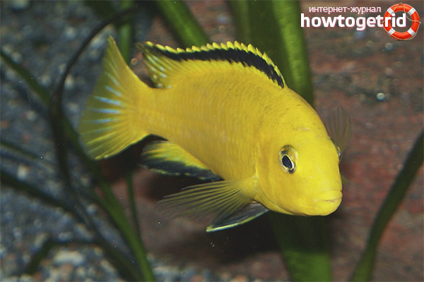 Nutrition of yellow labidochromis